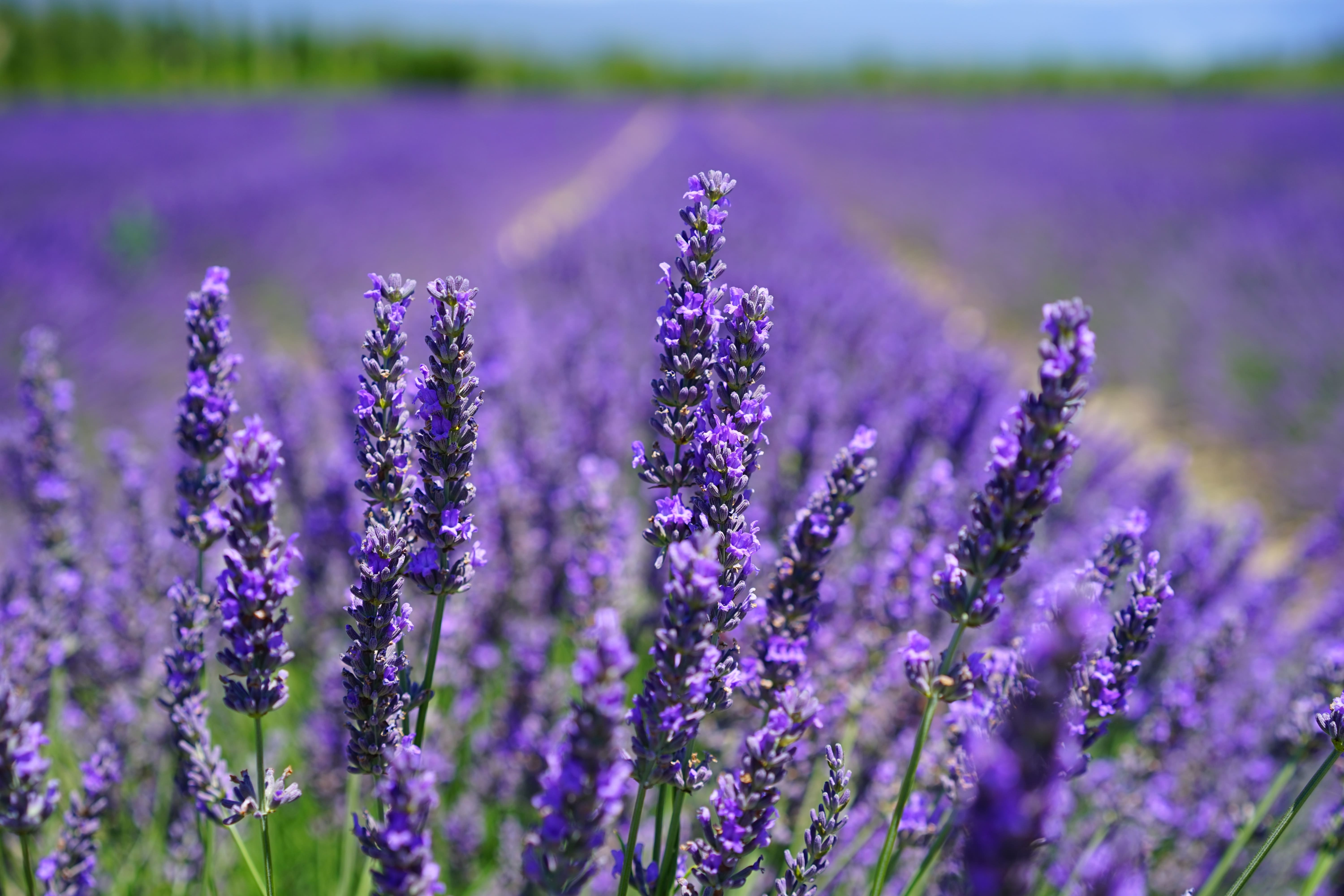 A field of purple flowers