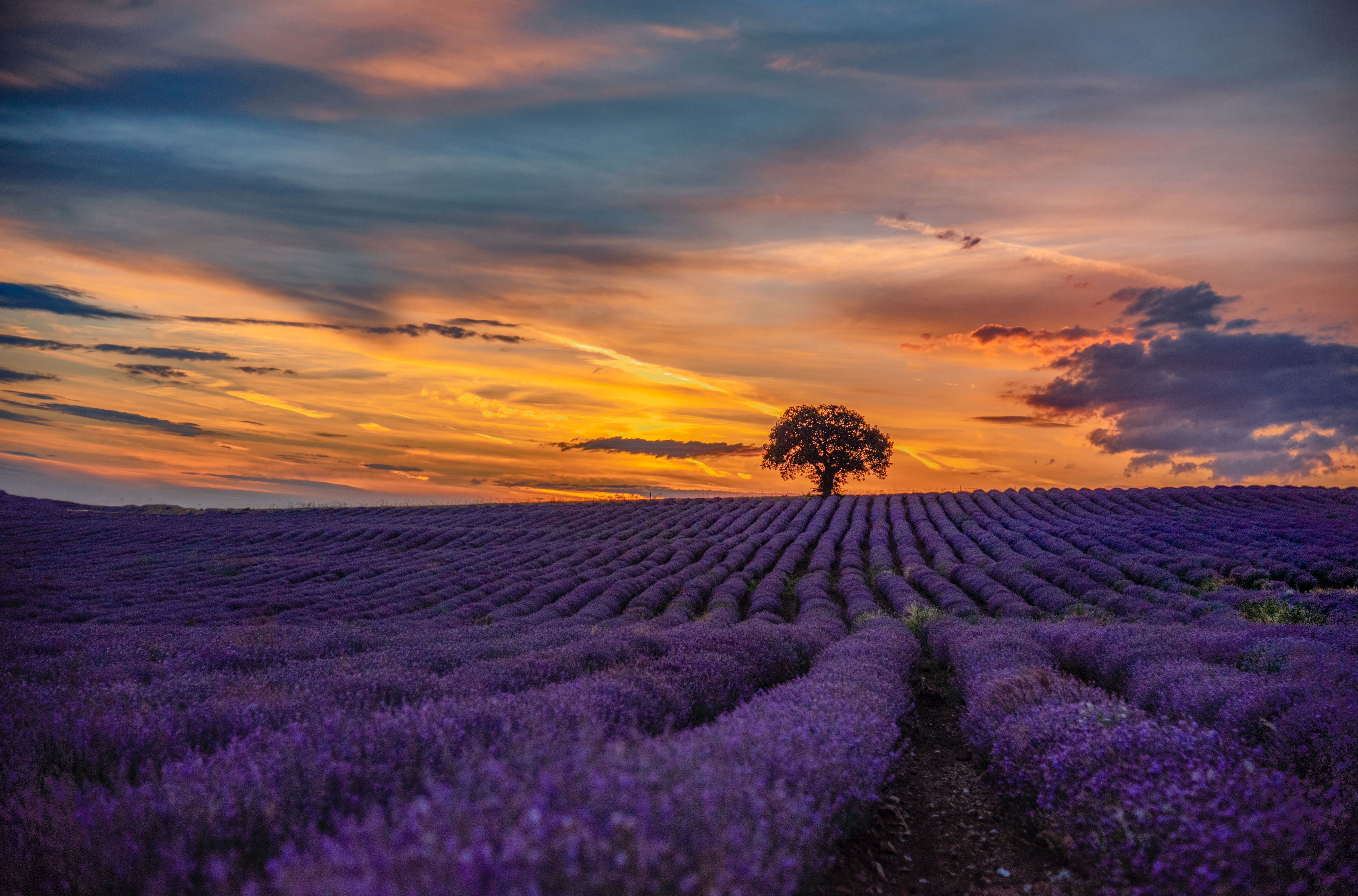 A fidlf of purple bushes