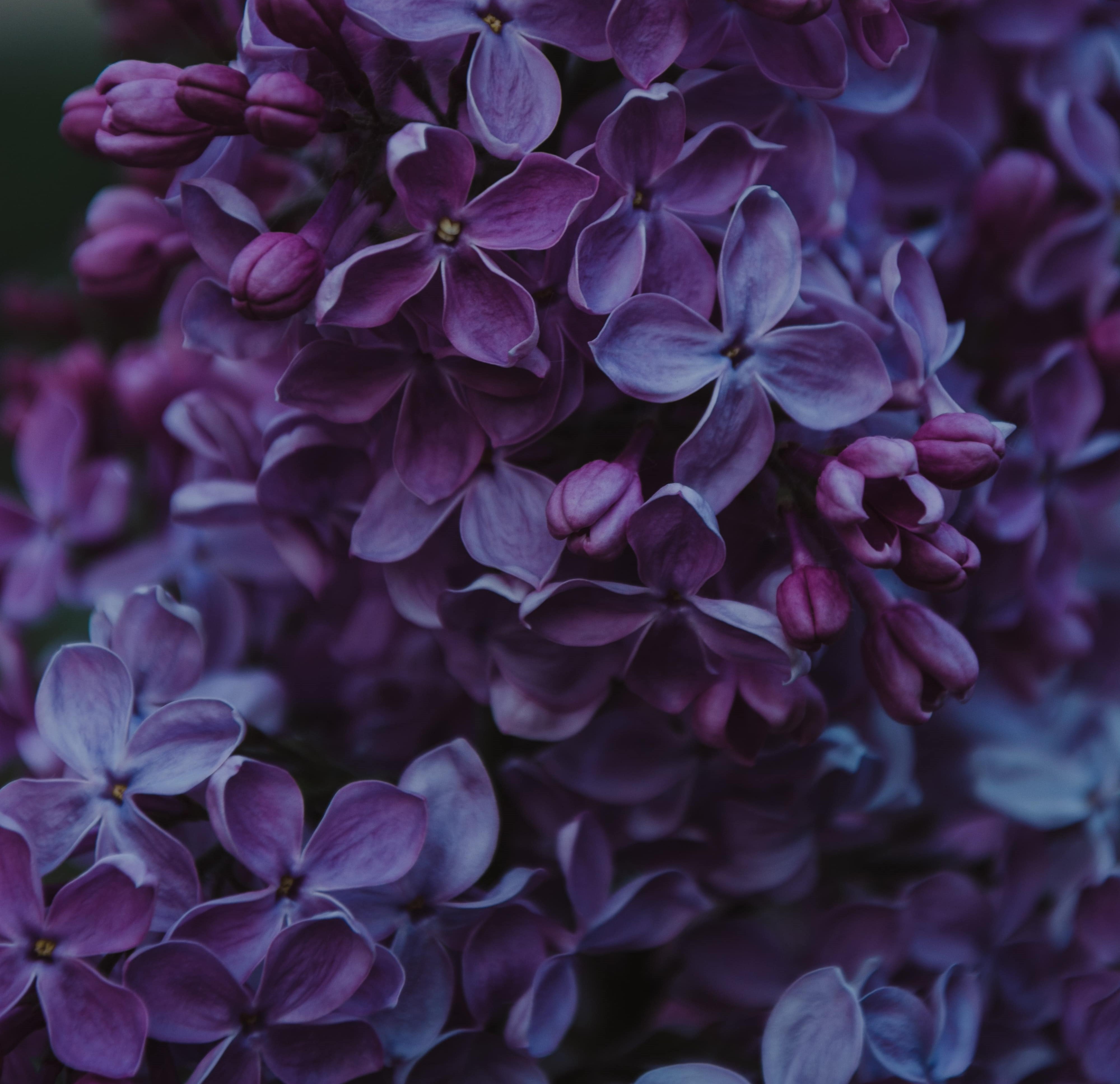 A bouquet of purple flowers